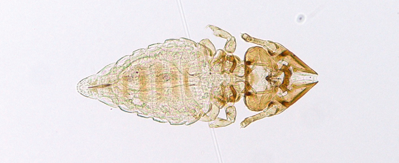 Felicola-Subrostratatus