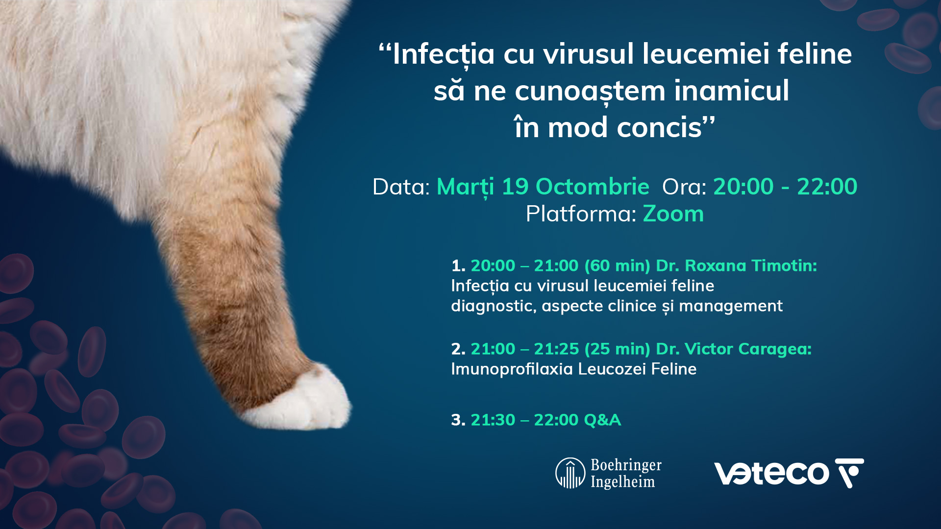 Infecția cu virusul leucemiei feline – să ne cunoaștem inamicul în mod concis